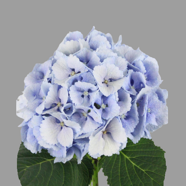 Hydrangea Lolly Pop Blue HJEM