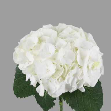 Hydrangea White Verena HJEM
